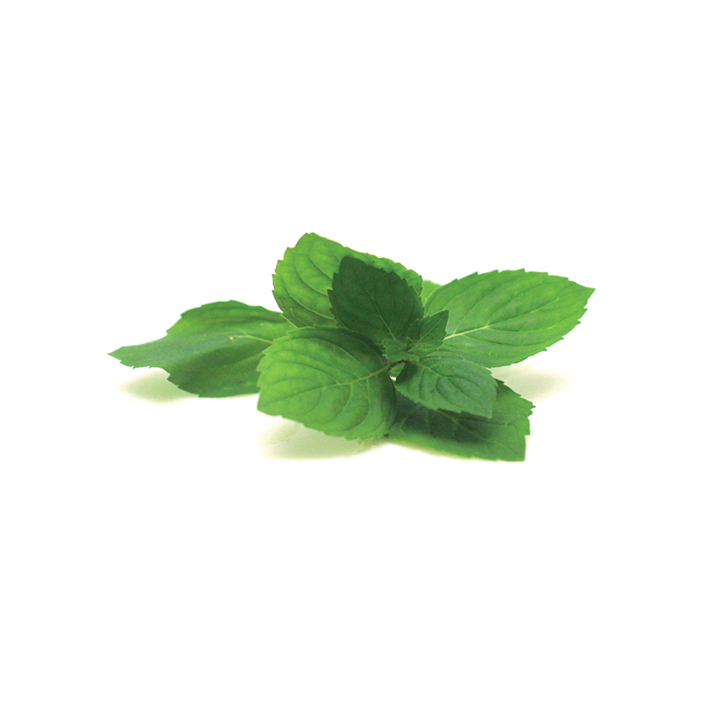 Ginger Mint